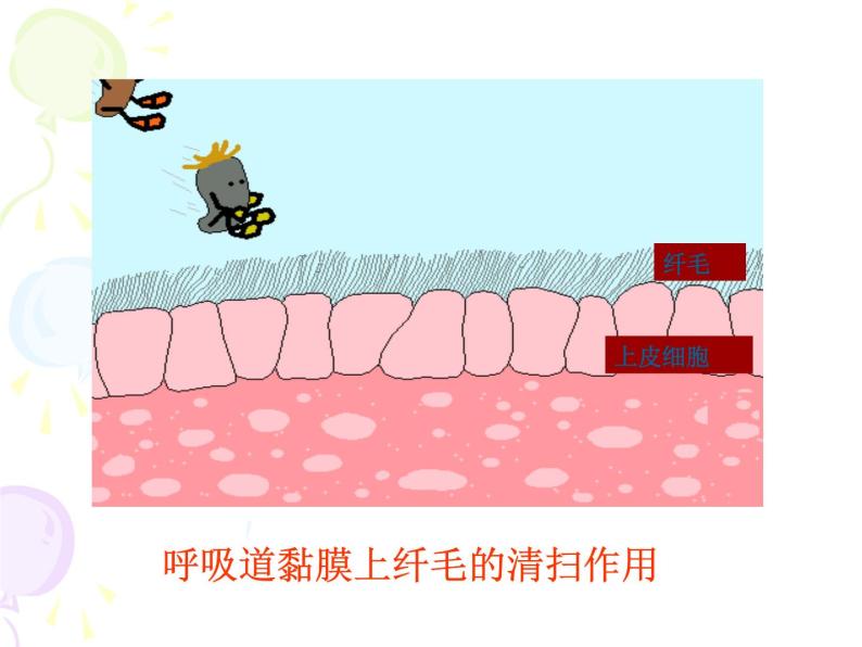 上海版八年级上册生物  3.2.2 人体的免疫功能 课件   (共32张PPT)07