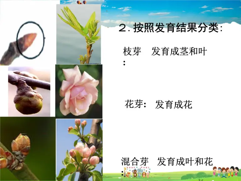 芽的类型和发育ppt课件免费下载 教习网 课件下载