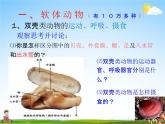 软体动物和节肢动物PPT课件免费下载
