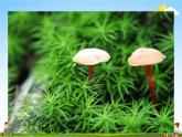 人教版八年级生物上册《5-4-3 真菌》教学课件PPT初二优秀公开课