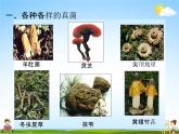 人教版八年级生物上册《5-4-3 真菌》教学课件PPT初二优秀公开课