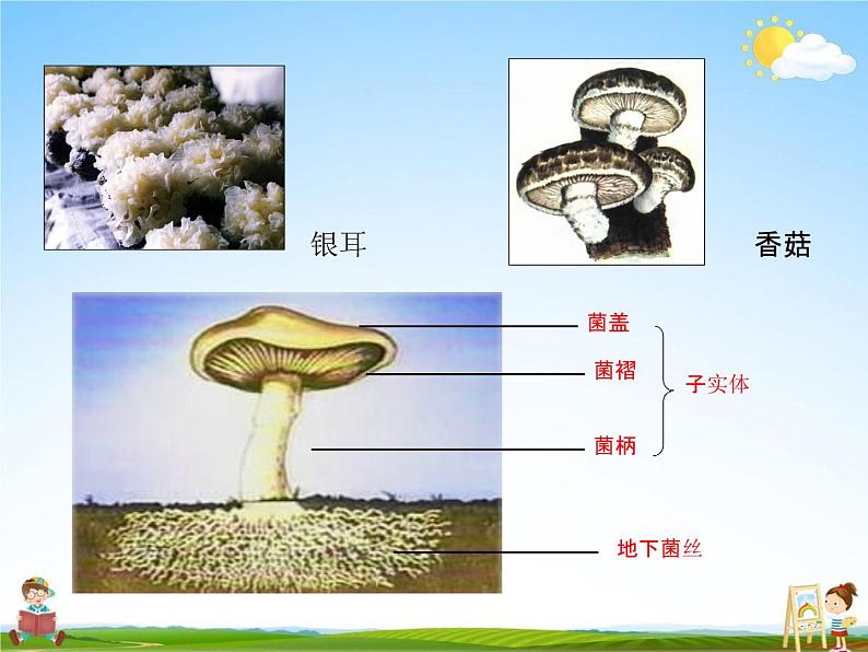 人教版八年级生物上册《5-4-3 真菌》教学课件PPT初二优秀公开课第5页