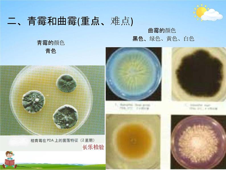 人教版八年级生物上册《5-4-3 真菌》教学课件PPT初二优秀公开课第8页