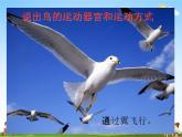 人教版八年级生物上册《5-2-1 动物的运动》教学课件PPT初二优秀公开课 (2)