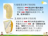 人教版七年级生物上册《3-1-2 种子植物》教学课件PPT初一优秀公开课