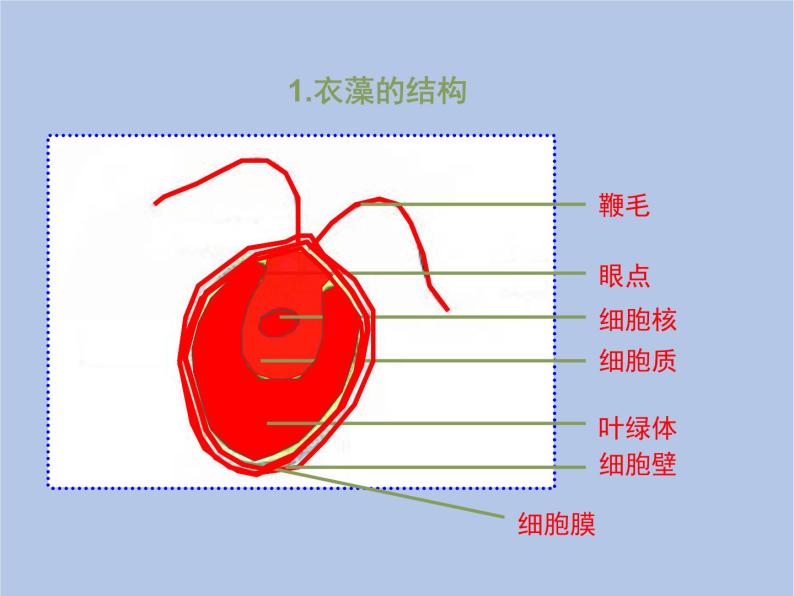 3.1.1《藻类植物》课件08