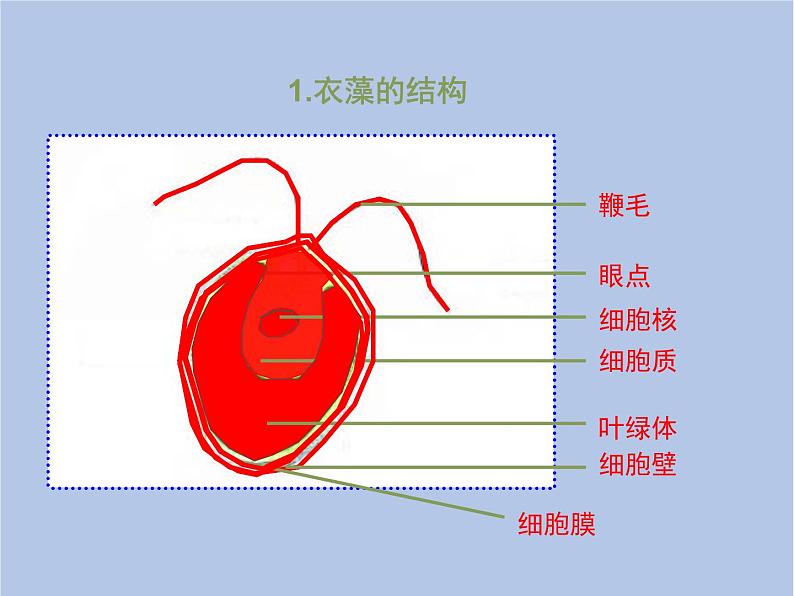 3.1.1《藻类植物》课件1第8页