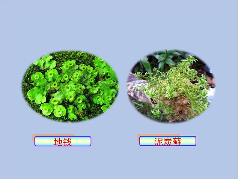 3.1.2《苔藓和蕨类植物》课件06