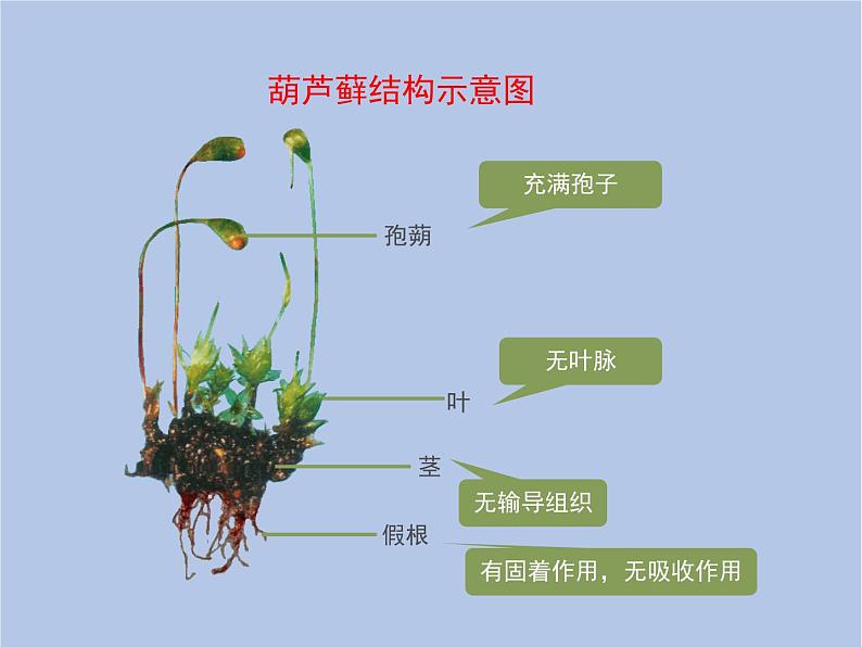 3.1.2《苔藓和蕨类植物》课件07