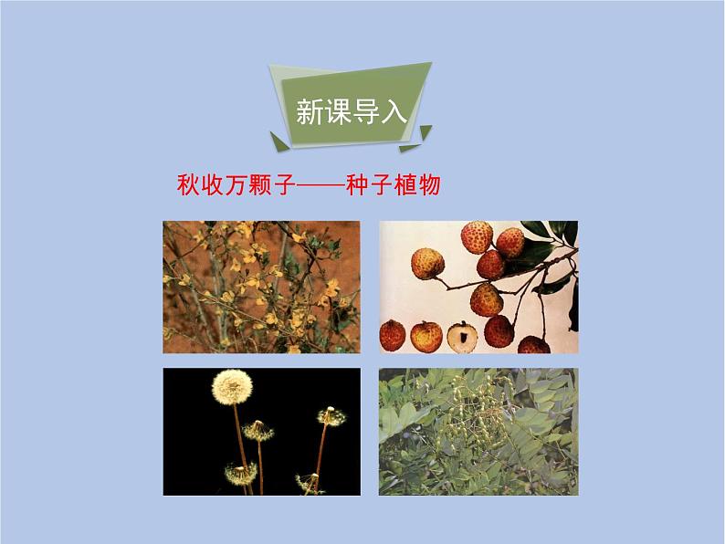 3.1.3《种子植物》课件第3页