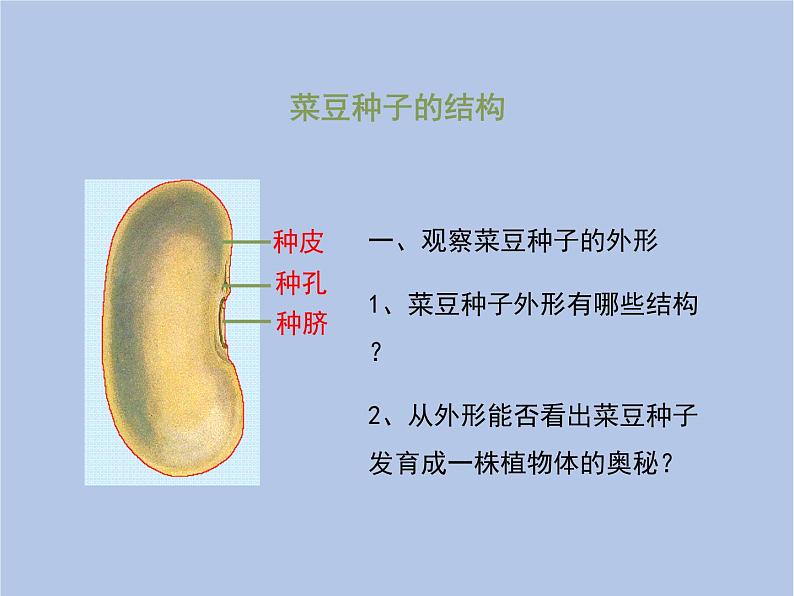 3.1.3《种子植物》课件第7页