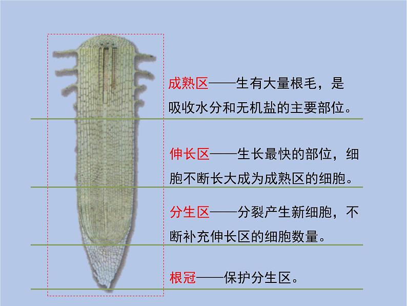 3.2.3《植株的生长》课件207