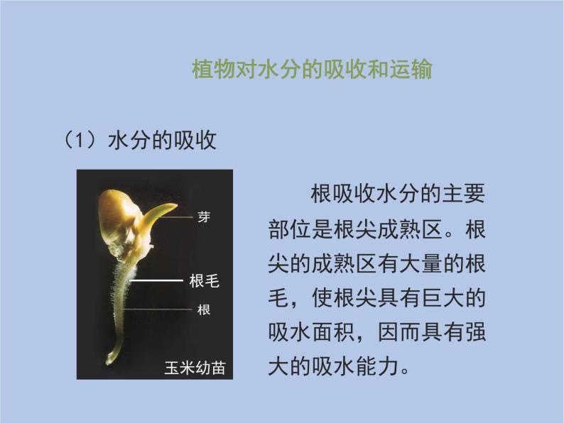 3.3.2《绿色植物与生物圈的水循环》课件06