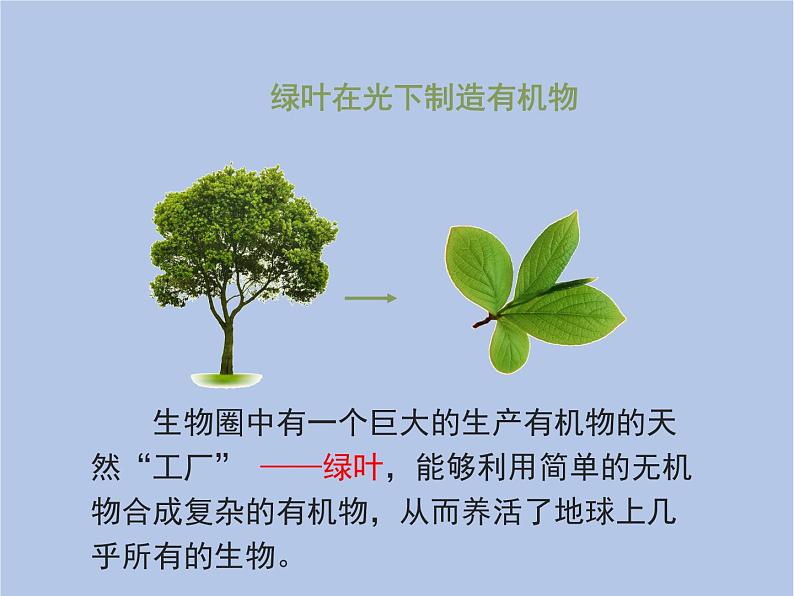 3.4《绿色植物是生物圈中有机物的制造者》课件05