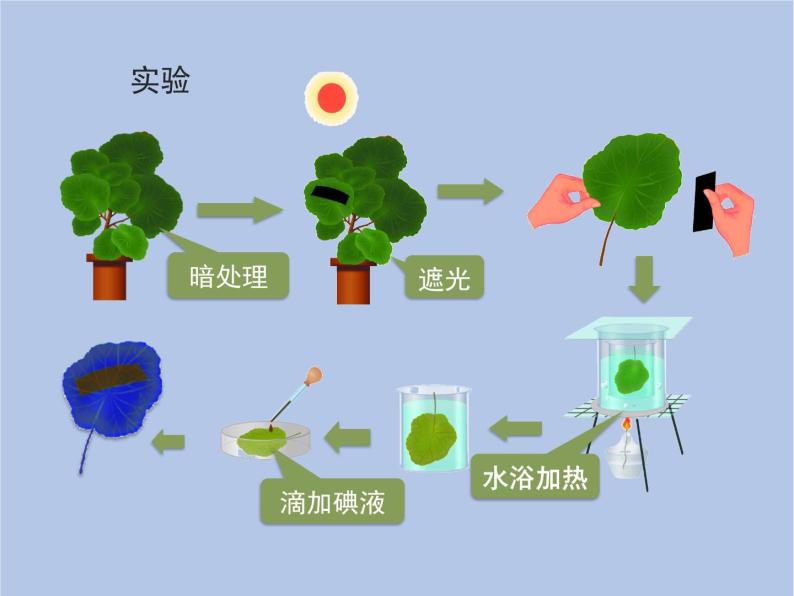 3.4《绿色植物是生物圈中有机物的制造者》课件06