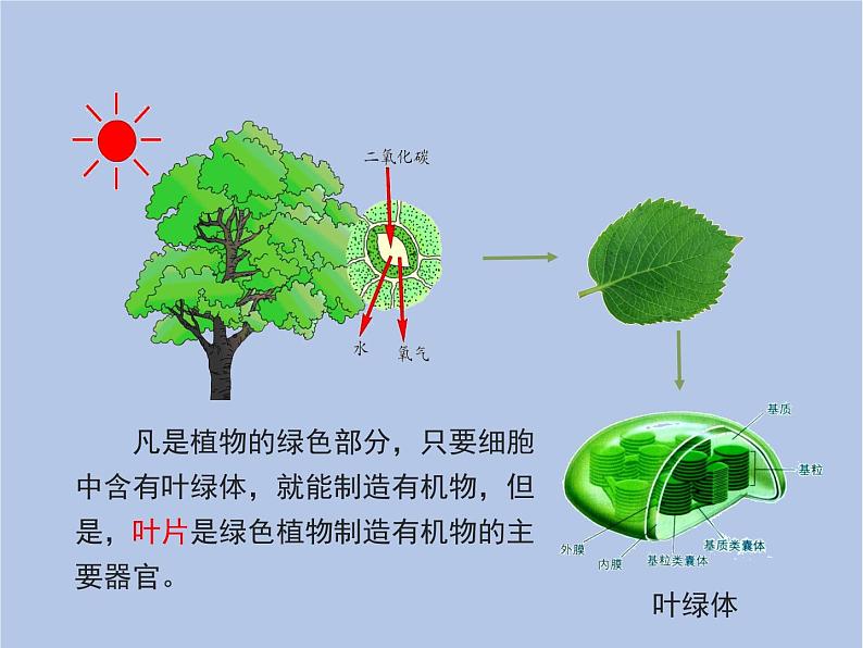 3.4《绿色植物是生物圈中有机物的制造者》课件08