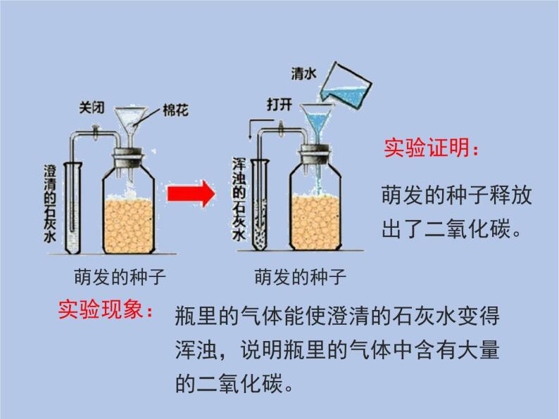 3.5.2《绿色植物的呼吸作用》课件07