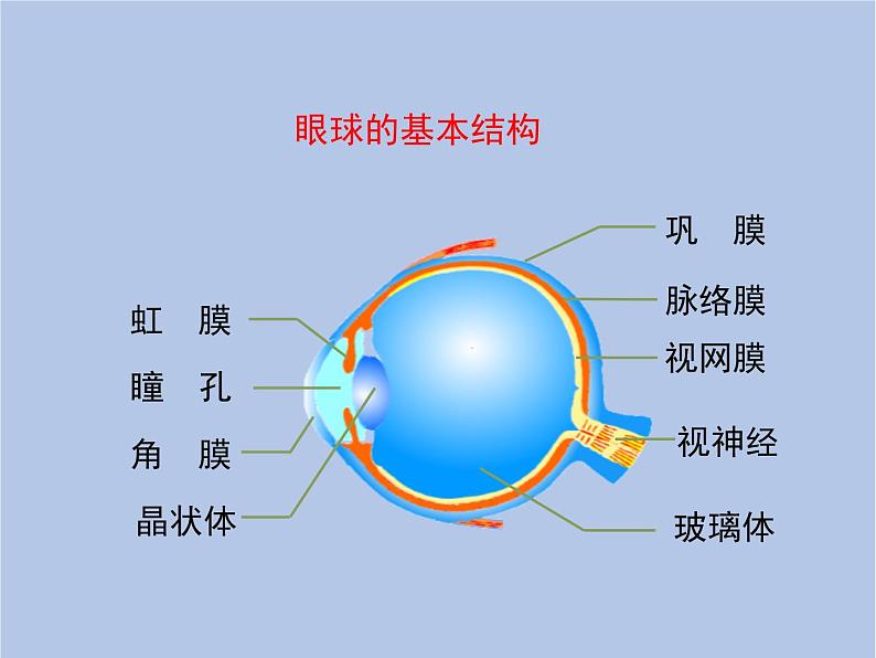 鲁科版（五四制）生物七下 4.6.1《人体对外界环境的感知》第一课时课件07