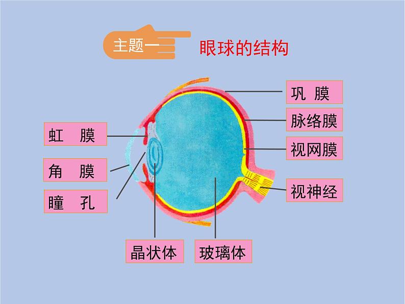 鲁科版（五四制）生物七下 4.6.1《人体对外界环境的感知》第一课时课件204