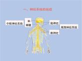 鲁科版（五四制）生物七下 4.6.2《神经系统的组成》课件1