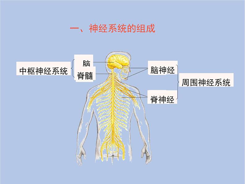 鲁科版（五四制）生物七下 4.6.2《神经系统的组成》课件1第4页