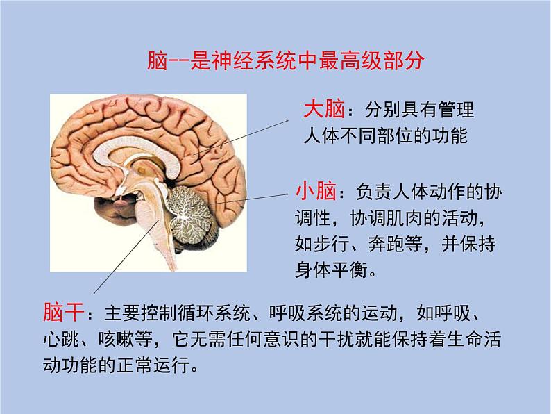 鲁科版（五四制）生物七下 4.6.2《神经系统的组成》课件1第5页