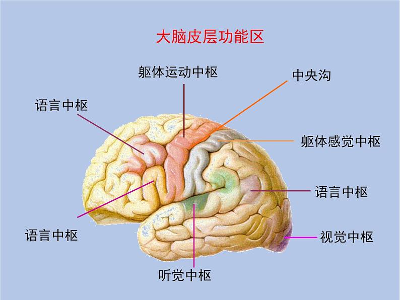 鲁科版（五四制）生物七下 4.6.2《神经系统的组成》课件1第6页