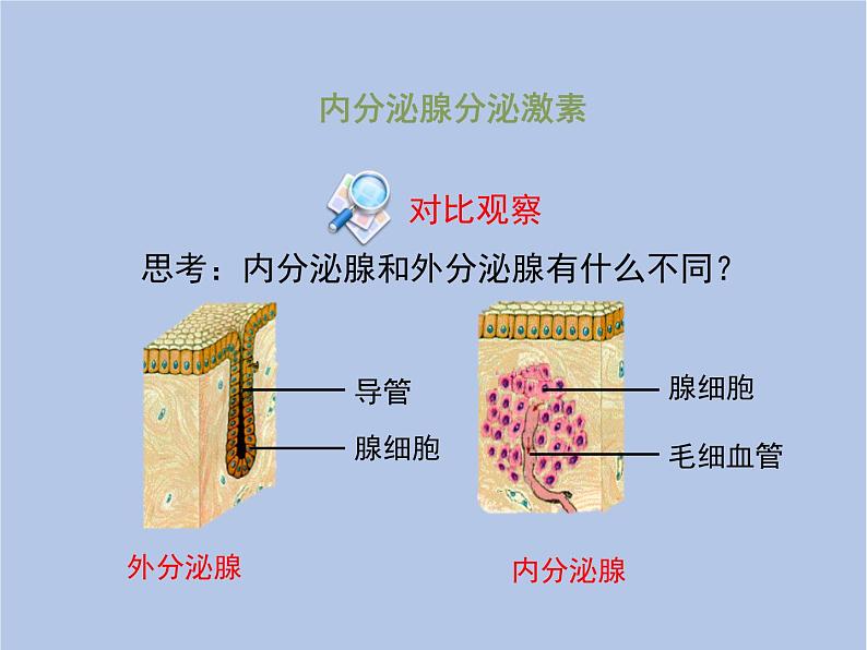 鲁科版（五四制）生物七下 4.6.4《激素调节》课件2第5页