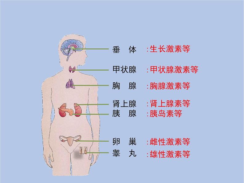 鲁科版（五四制）生物七下 4.6.4《激素调节》课件2第7页