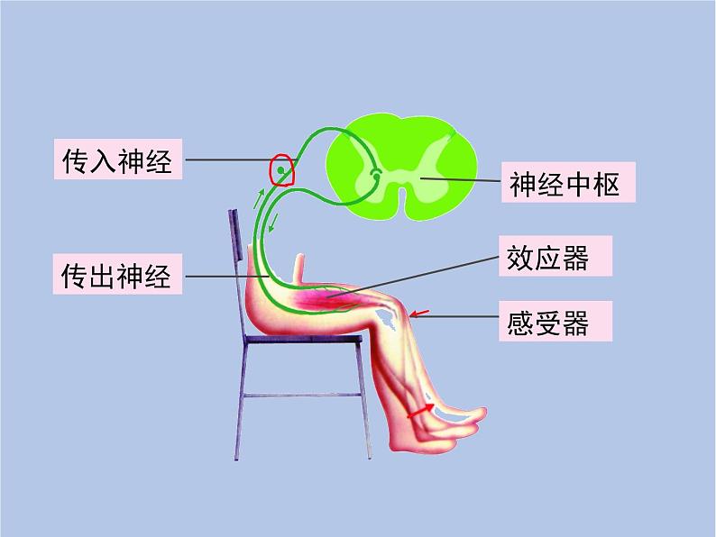 鲁科版（五四制）生物七下 4.6.3《神经调节的基本方式》课件1第7页