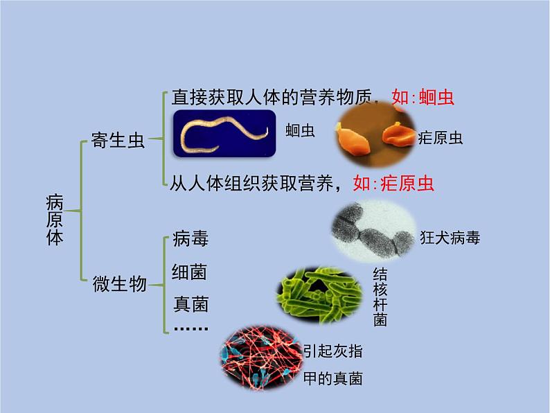 鲁科版（五四制）生物七下 5.1.1《传染病及其预防》课件06
