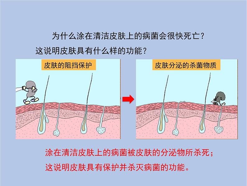 鲁科版（五四制）生物七下 5.1.2《免疫与计划免疫》课件第7页