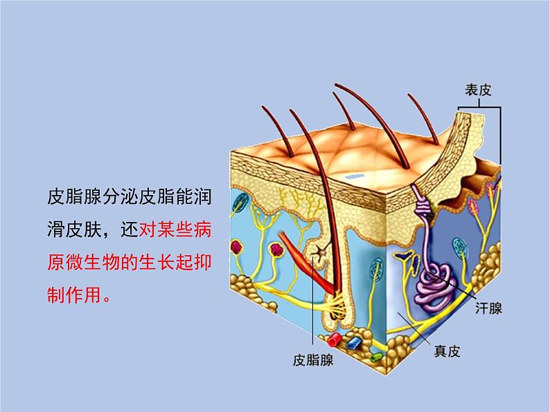 鲁科版（五四制）生物七下 5.1.2《免疫与计划免疫》课件第8页