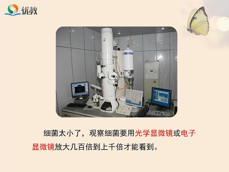 鲁科版（五四制）生物七下 6.1.1《细菌和真菌的分布》课件1第6页