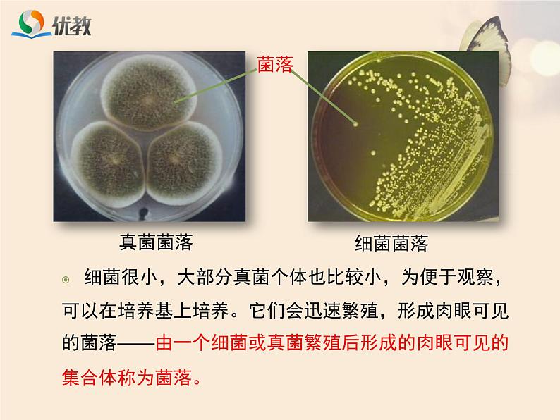 鲁科版（五四制）生物七下 6.1.1《细菌和真菌的分布》课件1第7页
