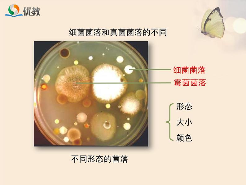 鲁科版（五四制）生物七下 6.1.1《细菌和真菌的分布》课件1第8页