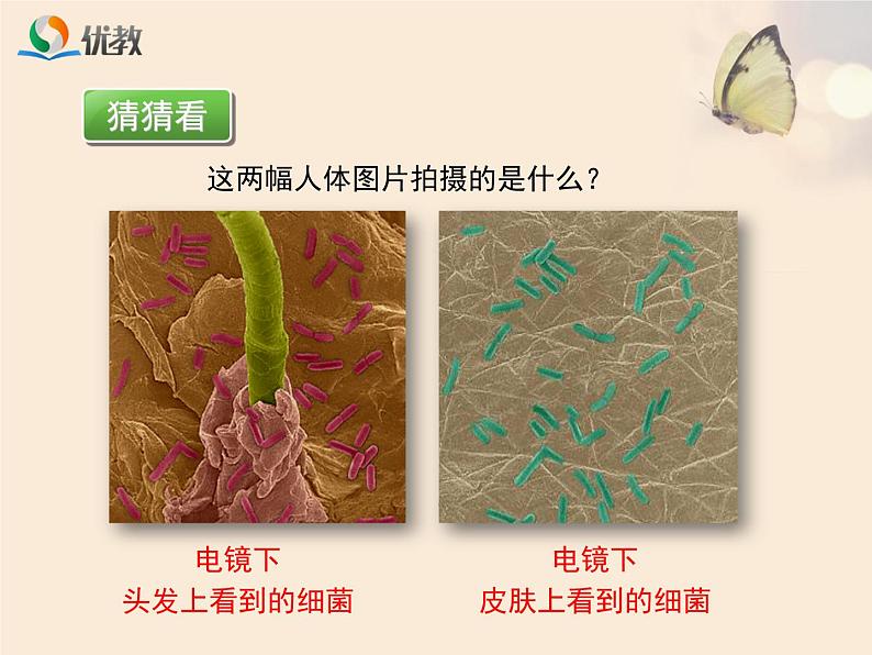 鲁科版（五四制）生物七下 6.1.2《细菌》课件1第5页