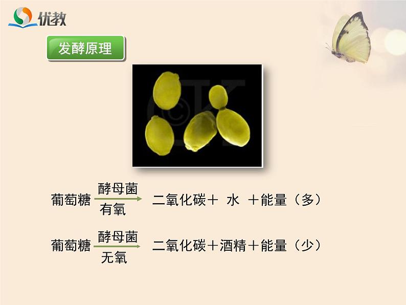 鲁科版（五四制）生物七下 6.1.5《人类对细菌和真菌的作用》课件06