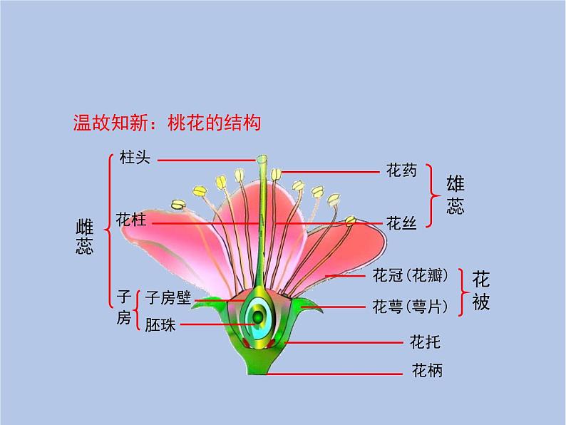 鲁科版（五四制）生物八下 8.1.1《植物的生殖》1课件PPT02