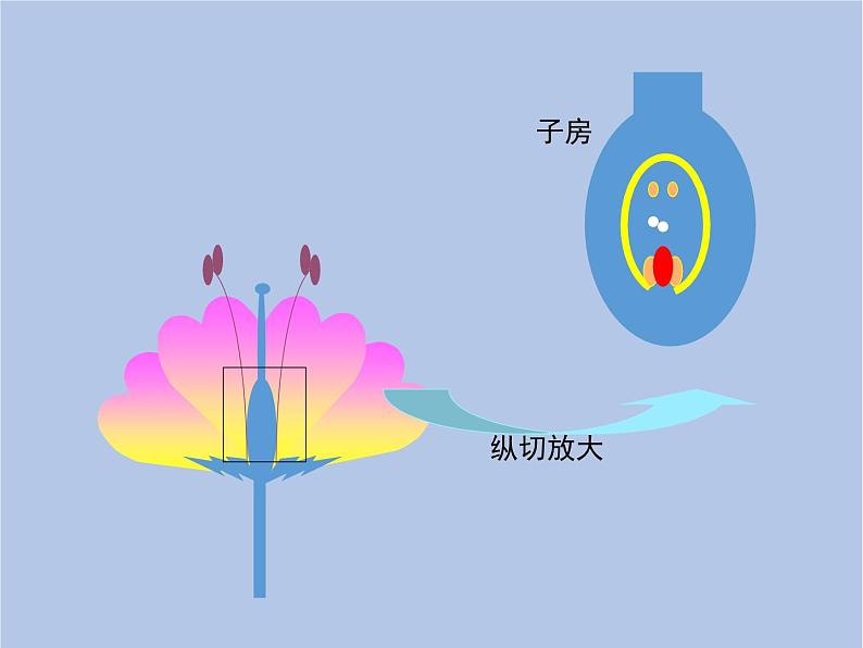 鲁科版（五四制）生物八下 8.1.1《植物的生殖》1课件PPT06