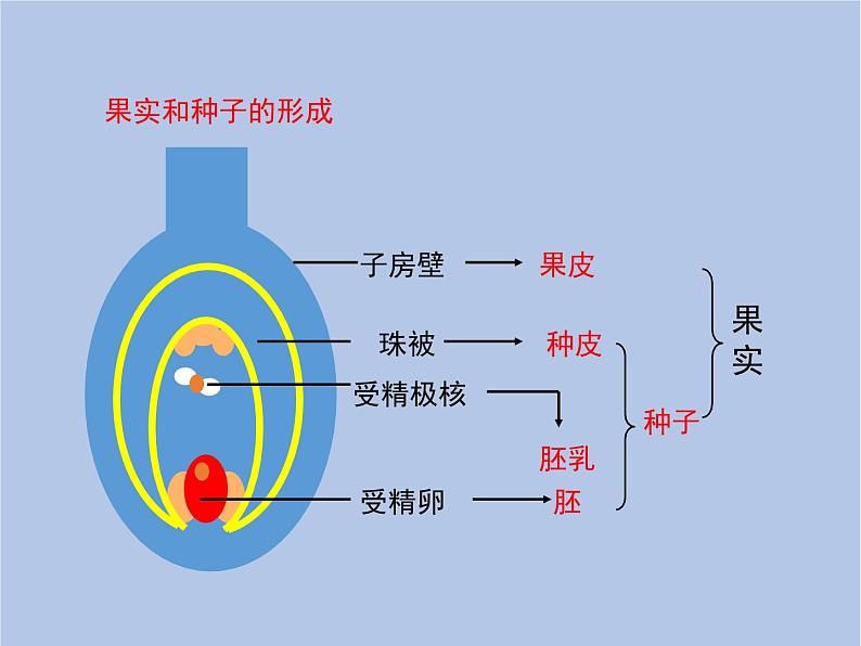 鲁科版（五四制）生物八下 8.1.1《植物的生殖》1课件PPT07