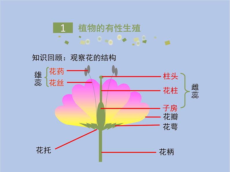 鲁科版（五四制）生物八下 8.1.1《植物的生殖》课件2第5页