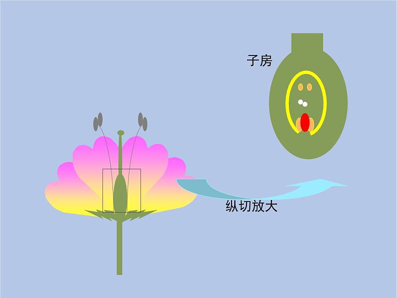 鲁科版（五四制）生物八下 8.1.1《植物的生殖》课件2第6页