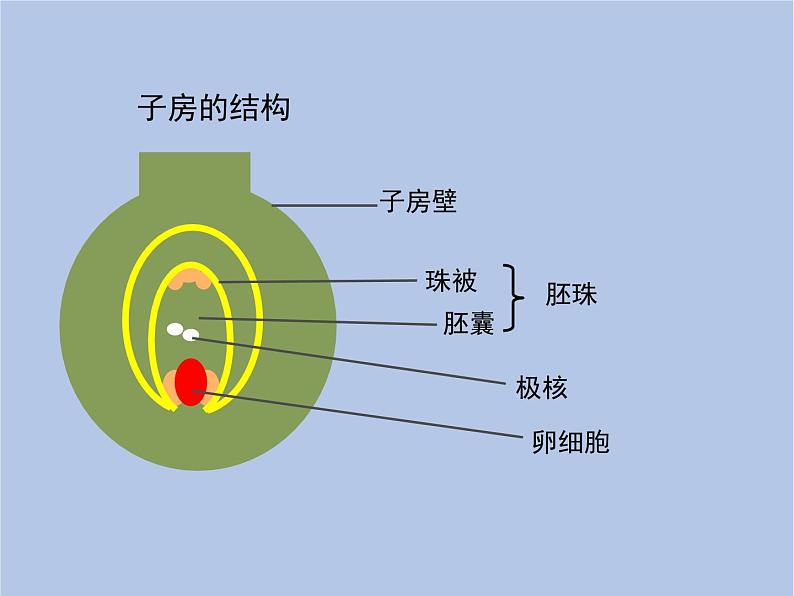 鲁科版（五四制）生物八下 8.1.1《植物的生殖》课件2第7页