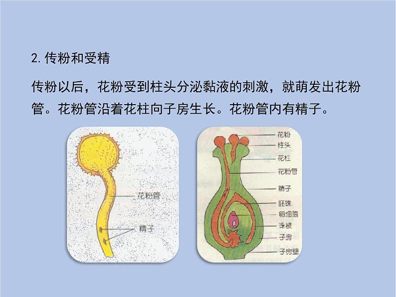 鲁科版（五四制）生物八下 8.1.1《植物的生殖》课件2第8页