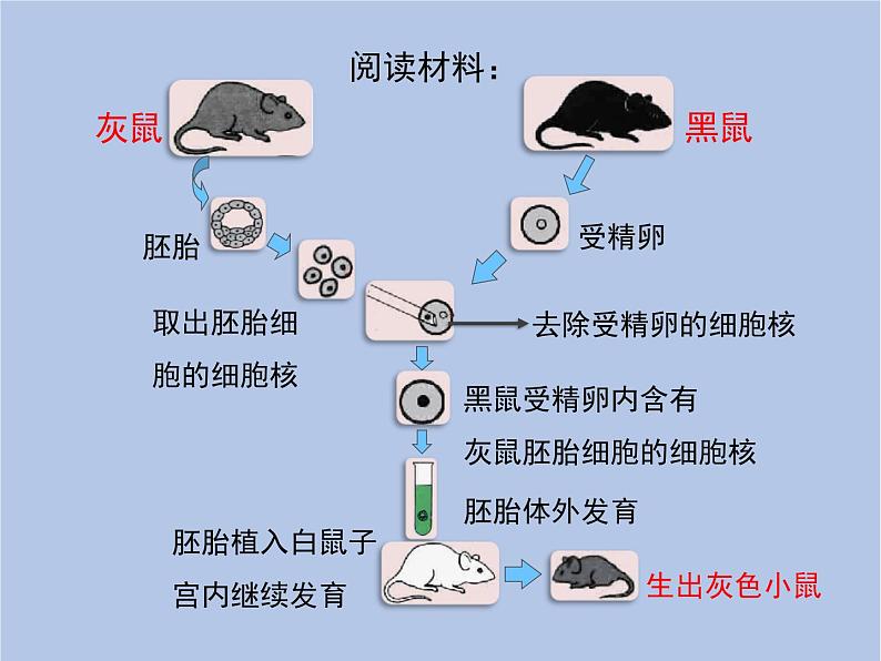 鲁科版（五四制）生物八下 8.2.1《遗传的物质基础》课件03