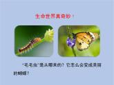 鲁科版（五四制）生物八下 8.1.2《昆虫的生殖和发育》课件