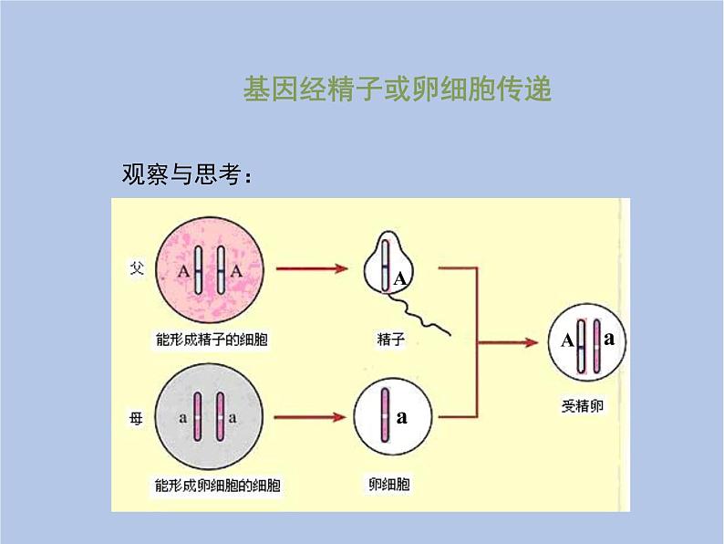 鲁科版（五四制）生物八下 8.2.3《基因在亲子代间的传递》课件05