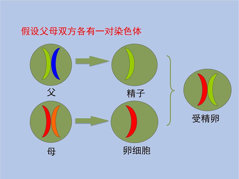 鲁科版（五四制）生物八下 8.2.3《基因在亲子代间的传递》课件07