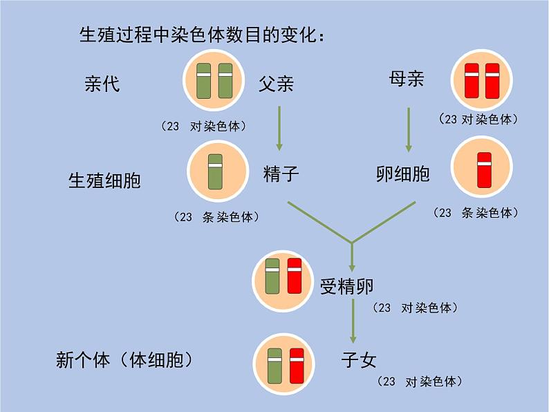 鲁科版（五四制）生物八下 8.2.3《基因在亲子代间的传递》课件08